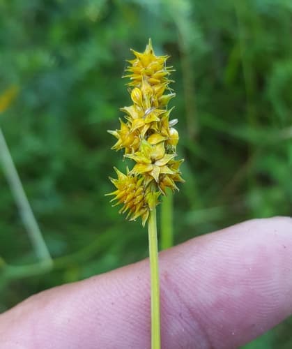 thin-leaved sedge — photo 1