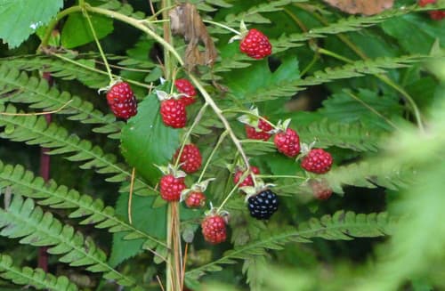 Smooth Blackberry — photo 1