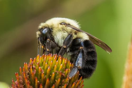 Common Eastern Bumble Bee — photo 1