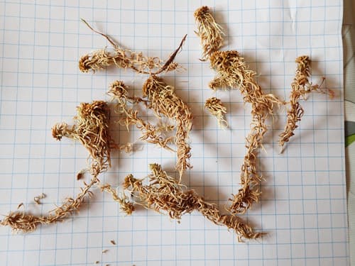 Sphagnum beothuk — photo 1