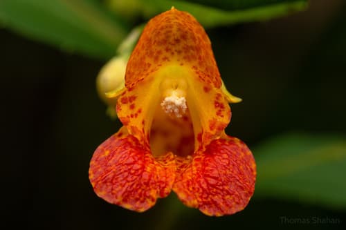 common jewelweed — photo 1