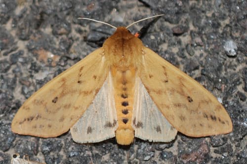 Isabella Tiger Moth — photo 1