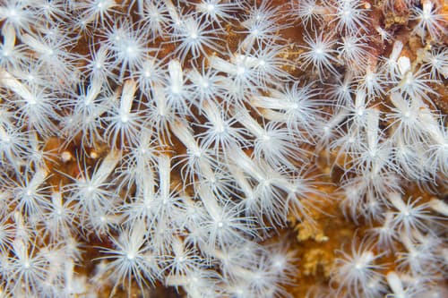 Edwardsiella lineata — photo 1