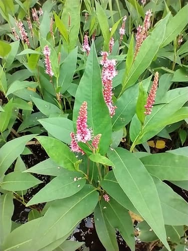 water smartweed — photo 1