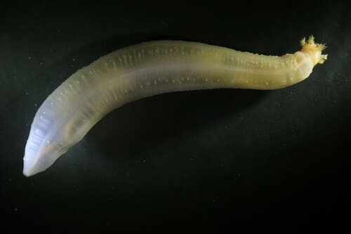 Chiridota laevis — photo 1