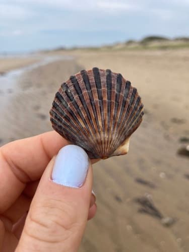 Atlantic Bay Scallop — photo 1