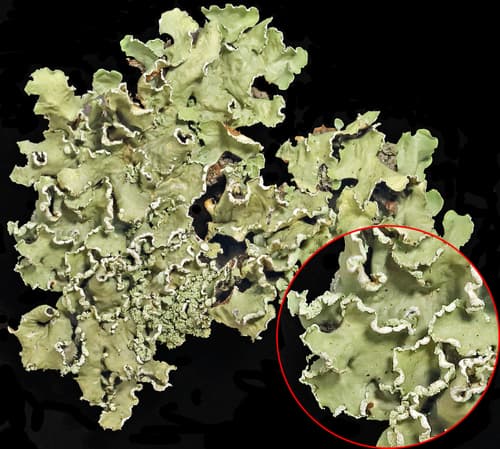 Yellow Ribbon Lichen — photo 1