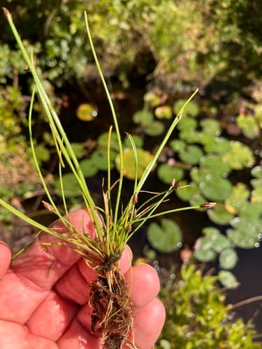 Yellow Spikerush — photo 1