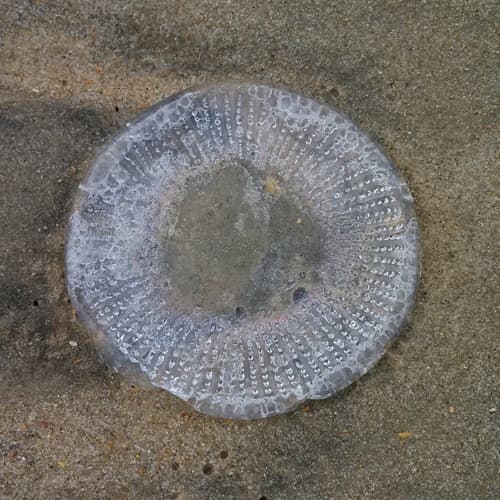 Lined Water Jelly — photo 1