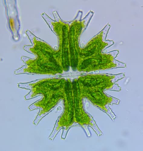 Micrasterias americana — photo 1