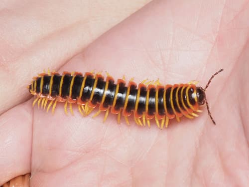 Black-and-gold Flat Millipede — photo 1