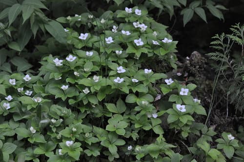 Canadian bunchberry — photo 1
