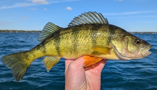 Yellow Perch — photo 1