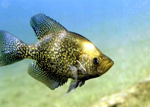 Black Crappie — photo 1