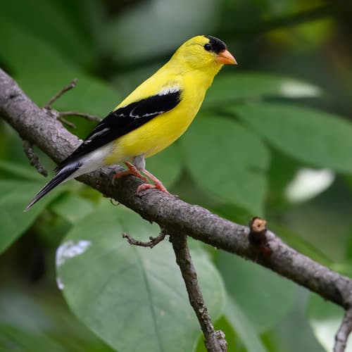 American Goldfinch — photo 1