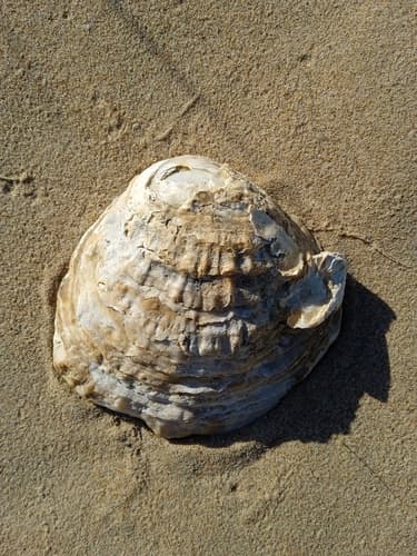 European Flat Oyster — photo 1