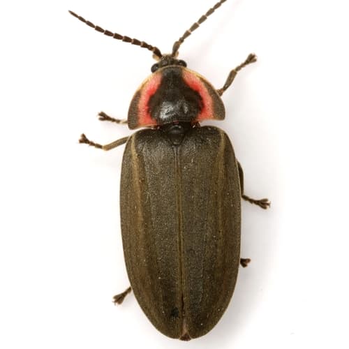 Winter Firefly — photo 1