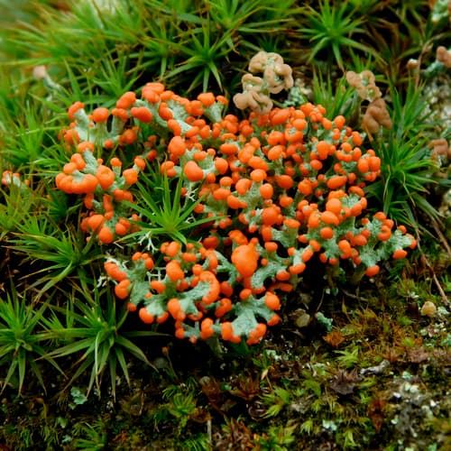 British soldier lichen — photo 1