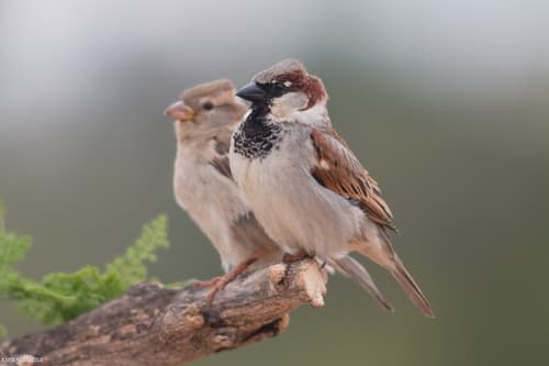 House Sparrow — photo 1