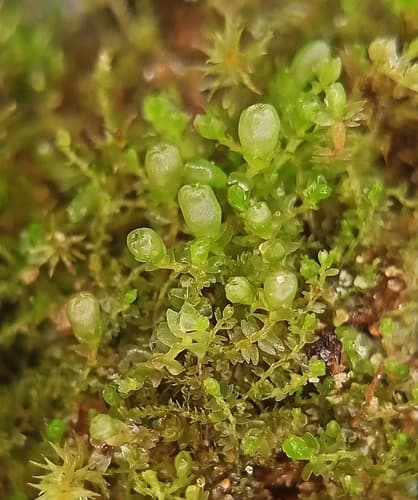 Inflated Notchwort — photo 1