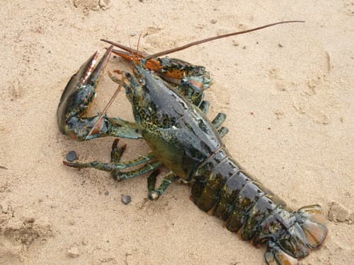 American Lobster — photo 1