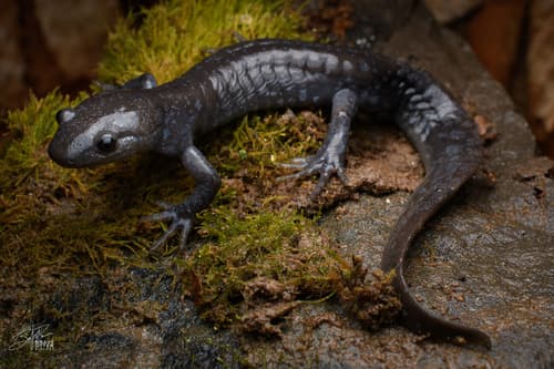 Jefferson Salamander — photo 1