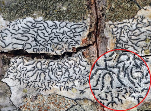 Common Script Lichen — photo 1