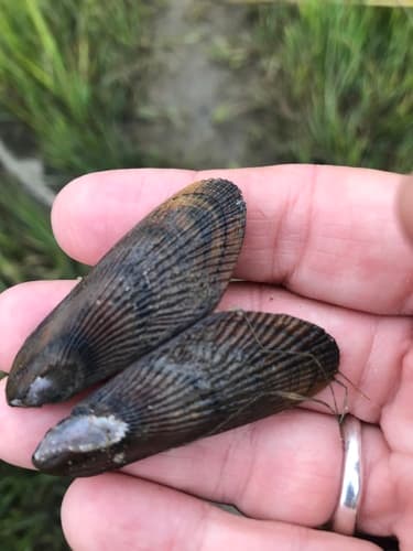 Atlantic Ribbed Mussel — photo 1