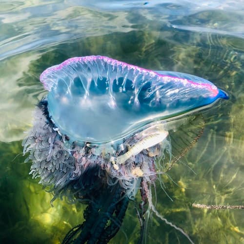 Portuguese Man o' War — photo 1