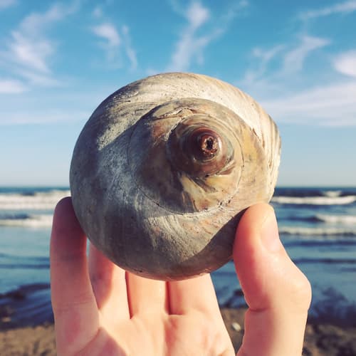 Northern Moonsnail — photo 1