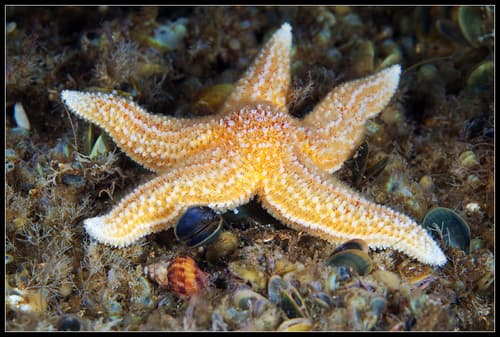 Common Sea Star — photo 1