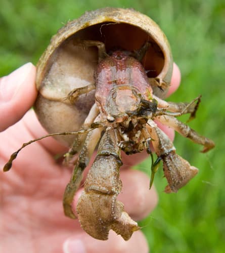 Flat-clawed Hermit Crab — photo 1