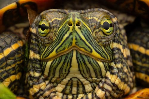 Pond Slider — photo 1