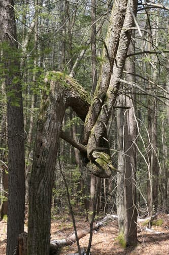 eastern hemlock — photo 1