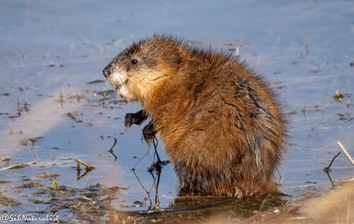 Muskrat — photo 1