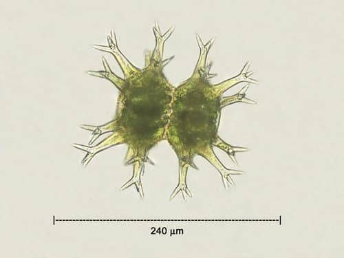Staurastrum arctiscon — photo 1