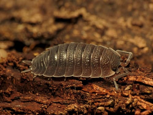Common Rough Woodlouse — photo 1