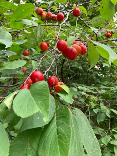 Canada plum — photo 1