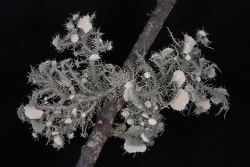 Bushy beard lichen — photo 1