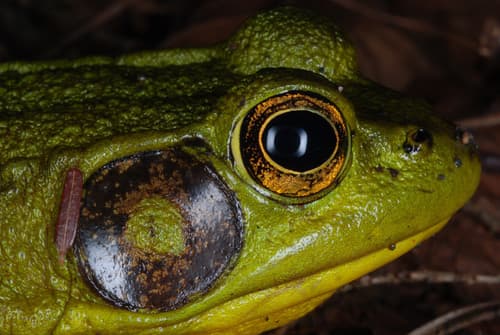Green Frog — photo 1