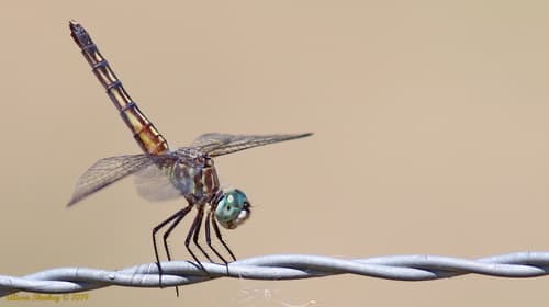 Blue Dasher — photo 1
