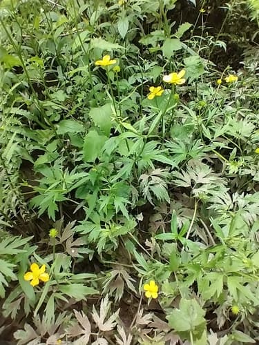 fen crowfoot — photo 1