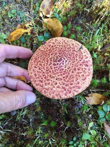 Painted Suillus — photo 1