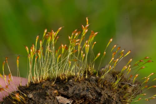 Trematodon ambiguus — photo 1