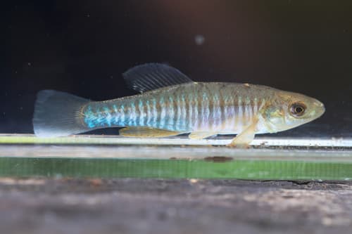 Banded Killifish — photo 1