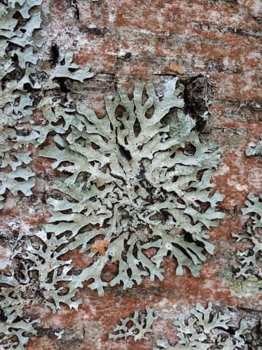 Netted shield lichen — photo 1