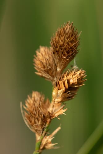 Broadwing Sedge — photo 1