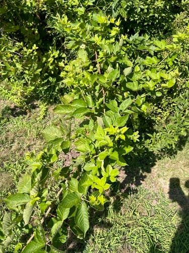 Old Field Blackberry — photo 1