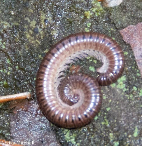 Flocculent Tailed Millipede — photo 1