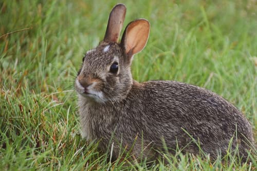 Eastern Cottontail — photo 1